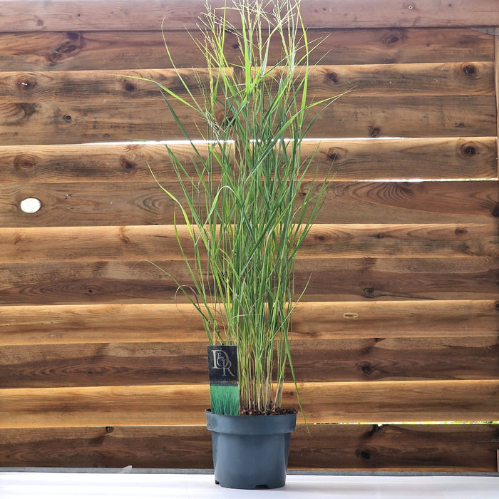 PANICUM Prairie Sky 3ltr