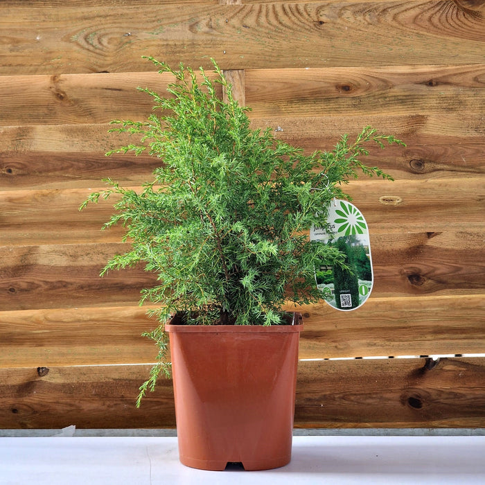 Juniperus Comm. Hibernica 4.5L