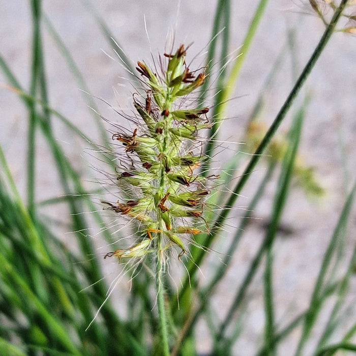 PENNISETUM 'Little Bunny' 2ltr