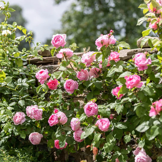 DAVID AUSTIN ROSES - Constance Spry Climbing