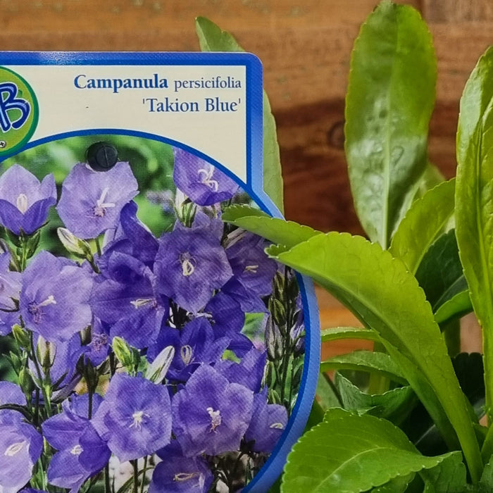 CAMPANULA Takion Blue 2ltr