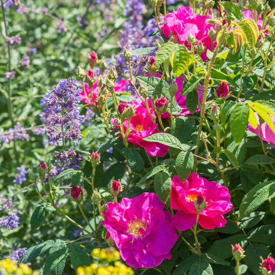 ROSE  R Gallica Officinalis