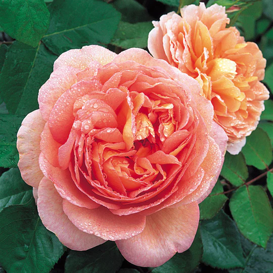 DAVID AUSTIN ROSES - Abraham Darby