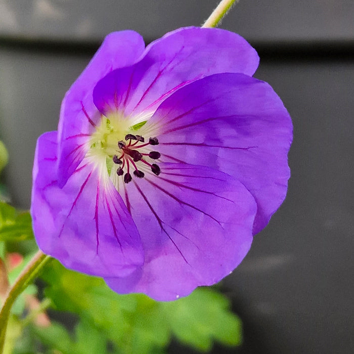 GERANIUM Wallichianum Bloom Me Away 3ltr