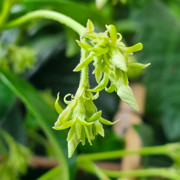 TRACHELOSPERMUM 'jasminoides'