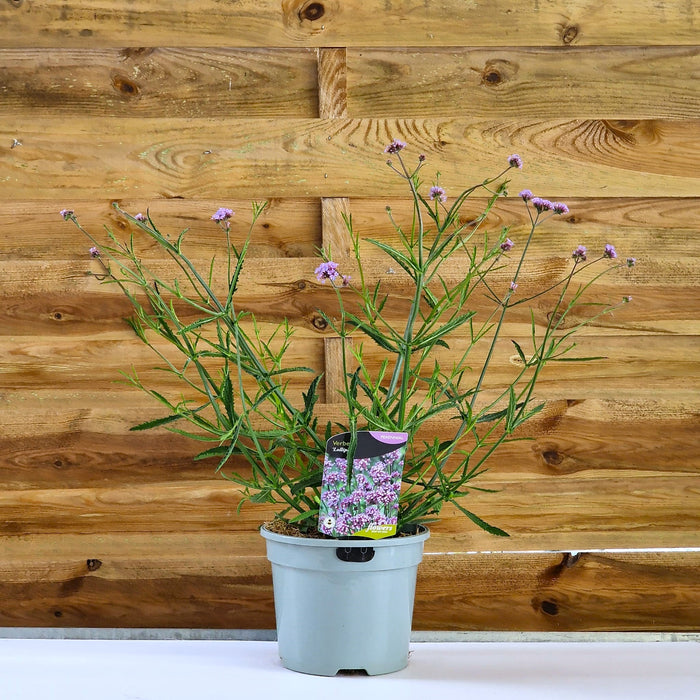 VERBENA bonariensis Lollipop 3ltr