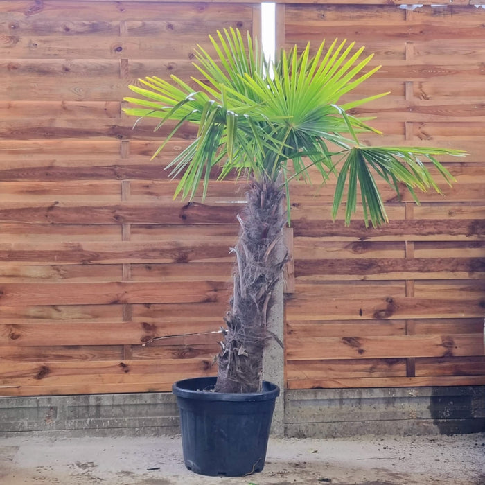 TRACHYCARPUS fortunei 90cm