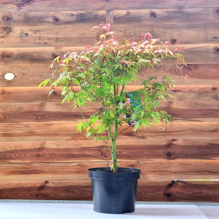 VE ACER 'Palmatum Katsura'