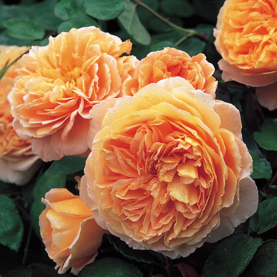 DAVID AUSTIN ROSES - Crown Princess Margareta