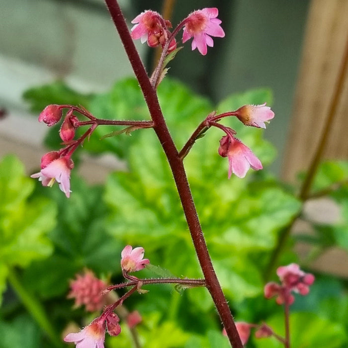 HEUCHERA 'Berry Timeless'® 17cm