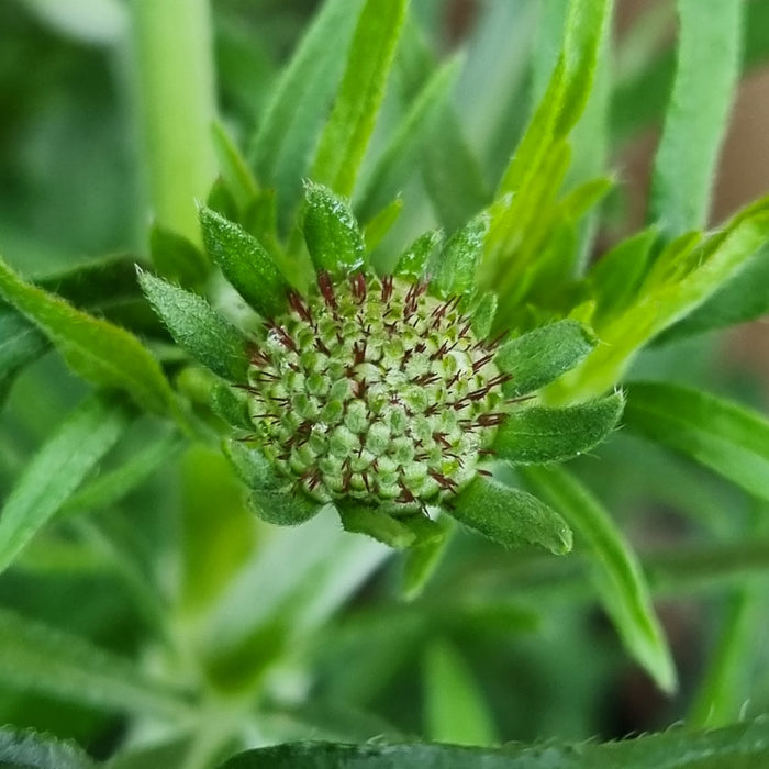 SCABIOSA Butterfly Blue 2ltr