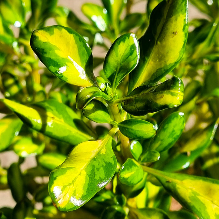 COPROSMA Lemon and Lime