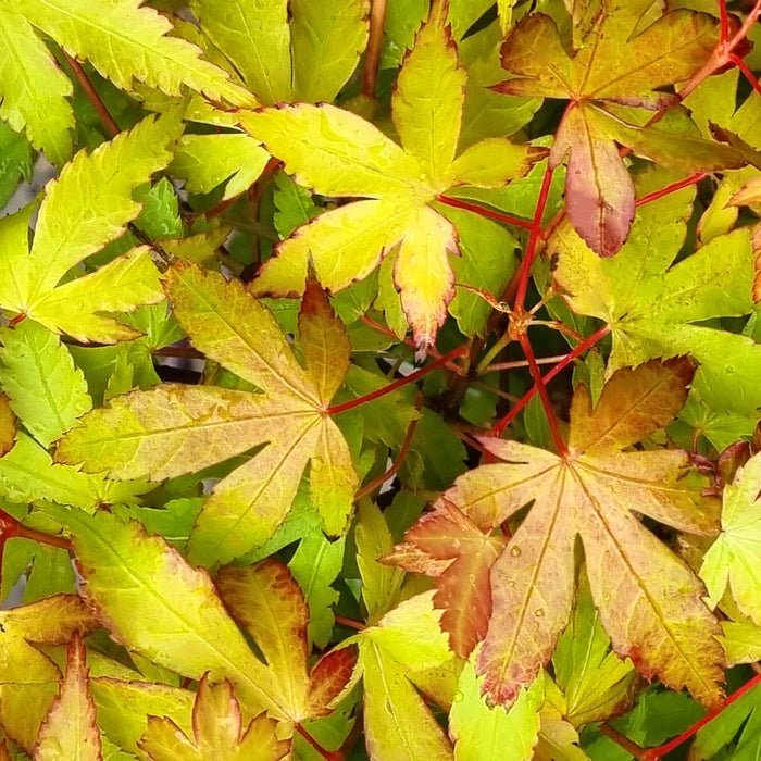 VE ACER 'Palmatum Katsura'