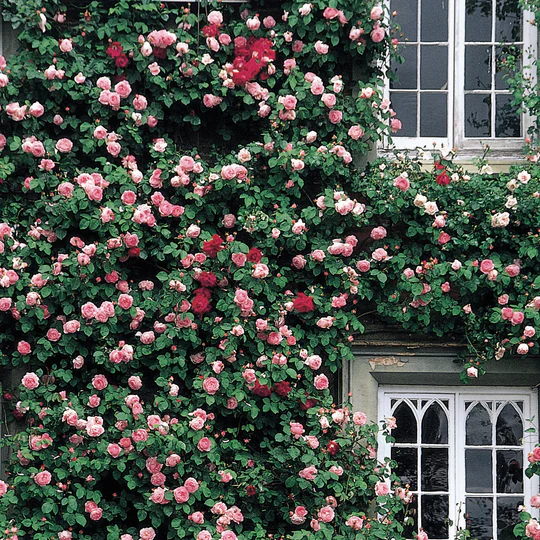 DAVID AUSTIN ROSES - Constance Spry Climbing