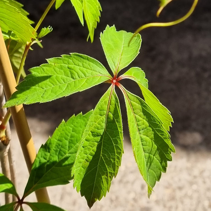 PARTHENOCISSUS quinquefolia 3ltr