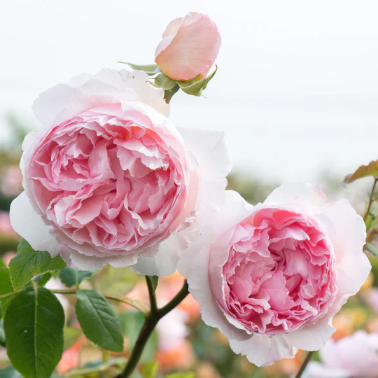 DAVID AUSTIN ROSES - The Wedgwood Rose