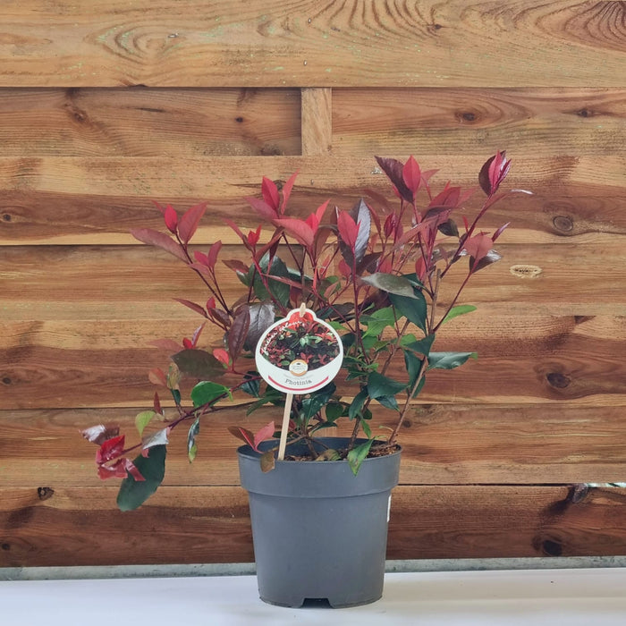 PHOTINIA fraseri Little Red Robin 17cm