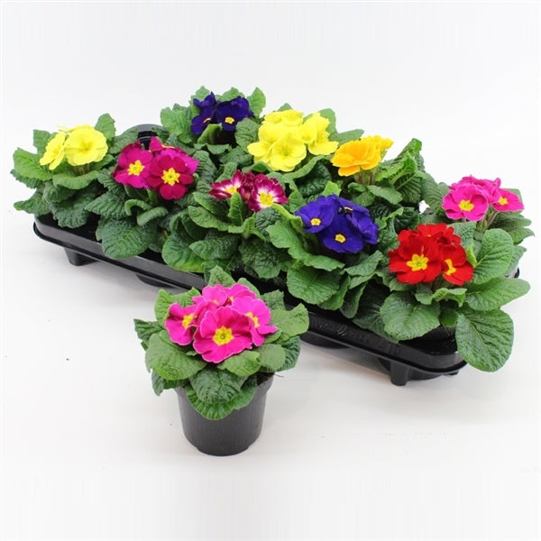 Plant Bundle 3 (7 x Pot Primrose 10.5cm)