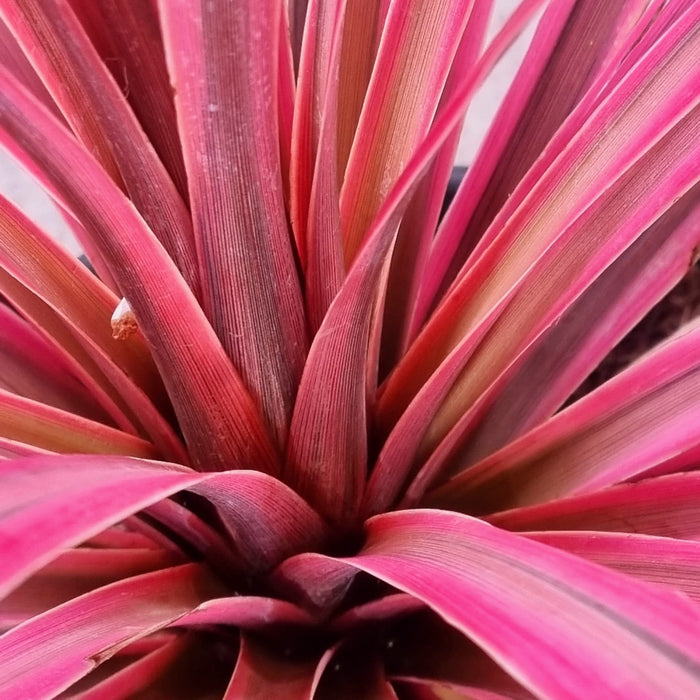 CORDYLINE  Southern Splendour