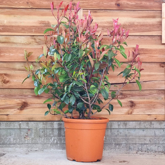 PHOTINIA ' Red Robin'