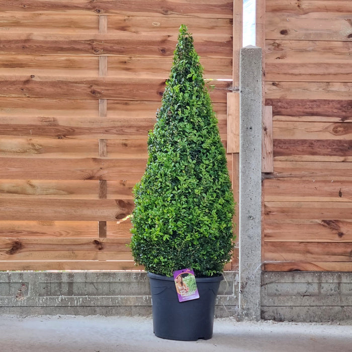 BUXUS Sempervirens PYRAMID XL