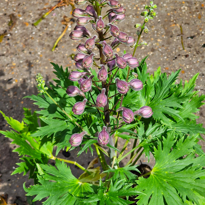 DELPHINIUM Delgenius 'Chantay' 3ltr