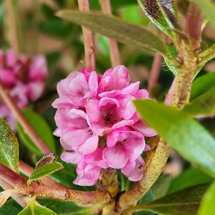 RHODODENDRON 'Bloombux Magenta' 2L