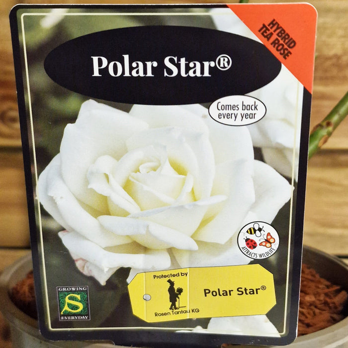 ROSE Polar Star - Hybrid Tea 3ltr