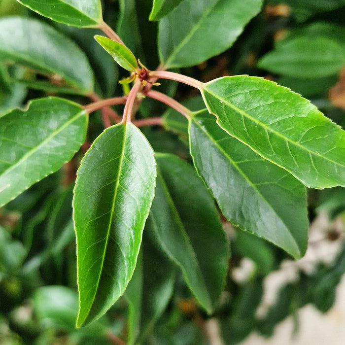 PRUNUS lusitanica 'Angustifolia' 80-100 10ltr