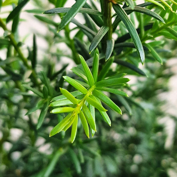 VANE TAXUS  'Baccata' 17cm