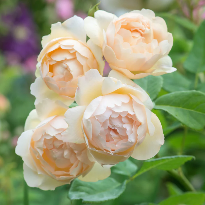 DAVID AUSTIN ROSES -  Wollerton Old Hall CLG