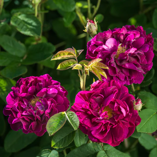 DAVID AUSTIN ROSES - Tuscany Superb