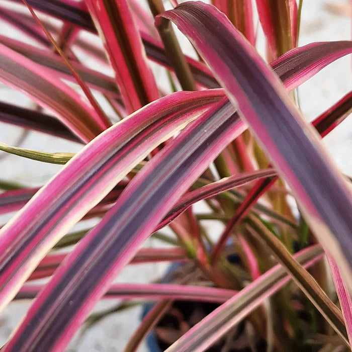 PENNISETUM Fireworks 2ltr