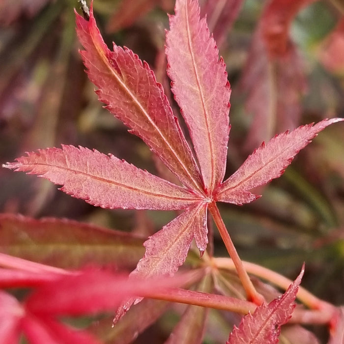 ACER  Palmatum Jerre Schwartz