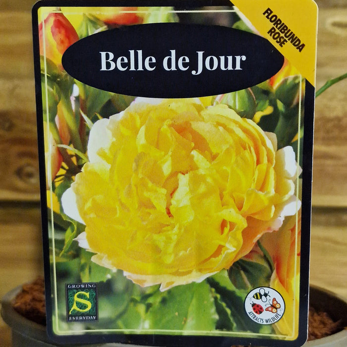 ROSE Belle de Jour (ROTY 2021) - Celebration 3ltr