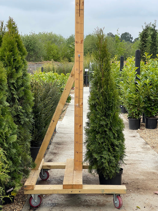 THUJA Occ. Smaragd