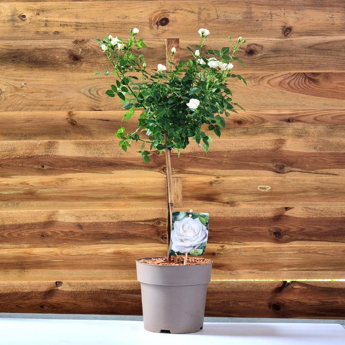 WHITE Mini Standard Patio Roses