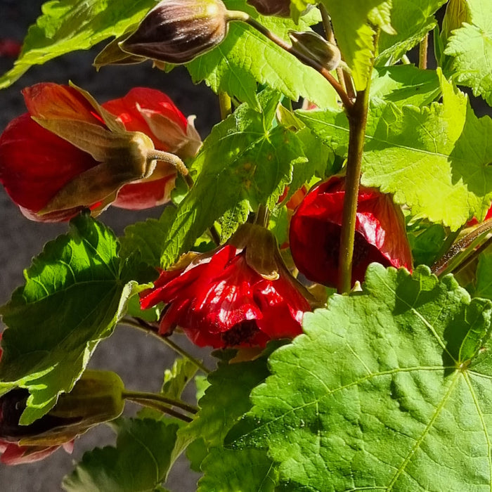 ABUTILON Red Dragon 3L