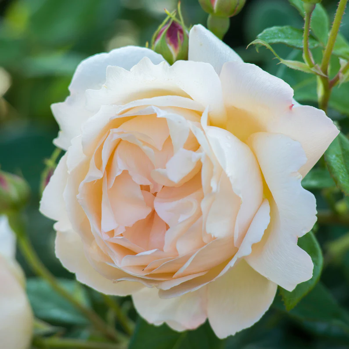 DAVID AUSTIN ROSES -  Wollerton Old Hall CLG