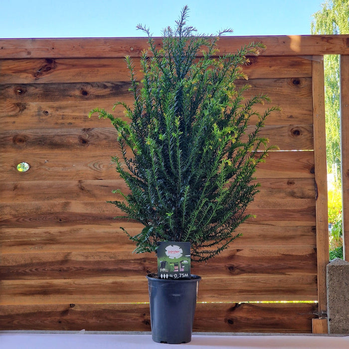 TAXUS baccata 21cm