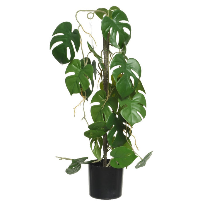 Kaemingk Monstera in Pot 63.5cm