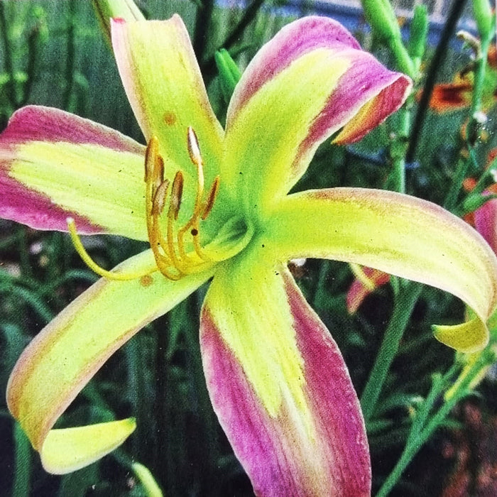 HEMEROCALLIS 'String Bikini' 17cm