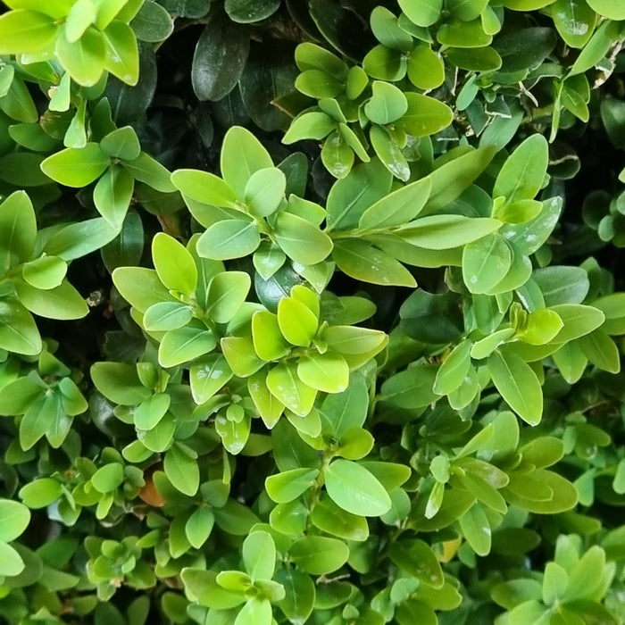 BUXUS  Sempervirens 80/90 Pyramid