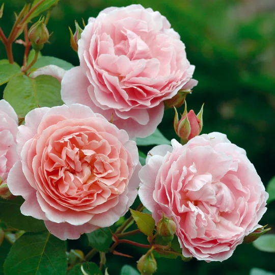 DAVID AUSTIN ROSES - Strawberry Hill