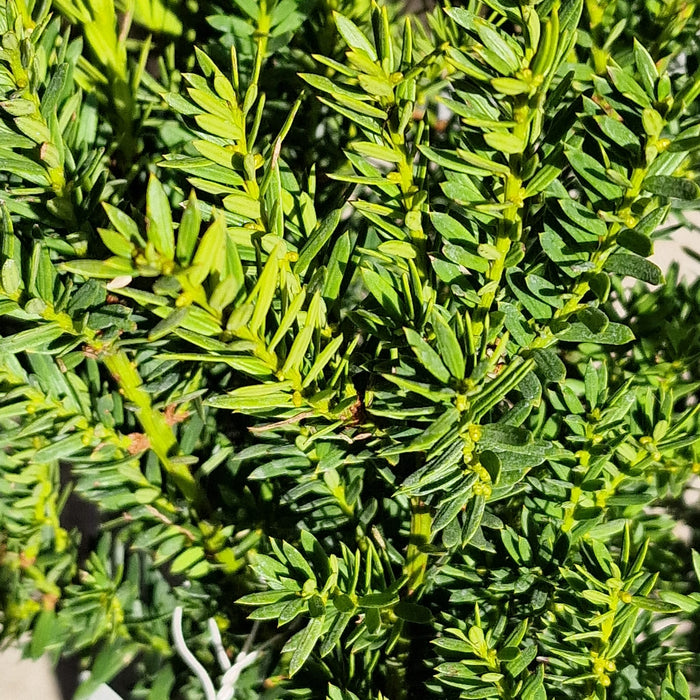 Taxus Med. Hilli 4.5L