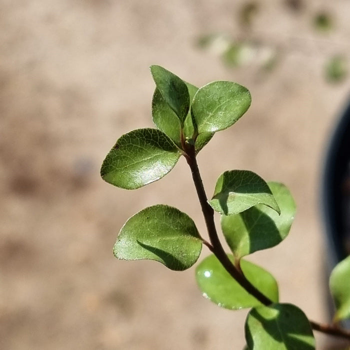 PITTOSPORUM ten. Silver Sheen