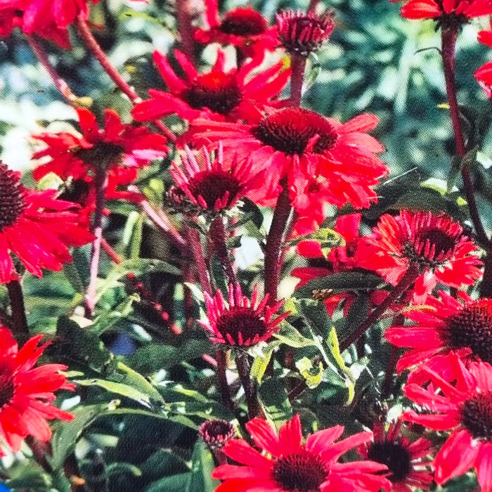 ECHINACEA Red 2ltr