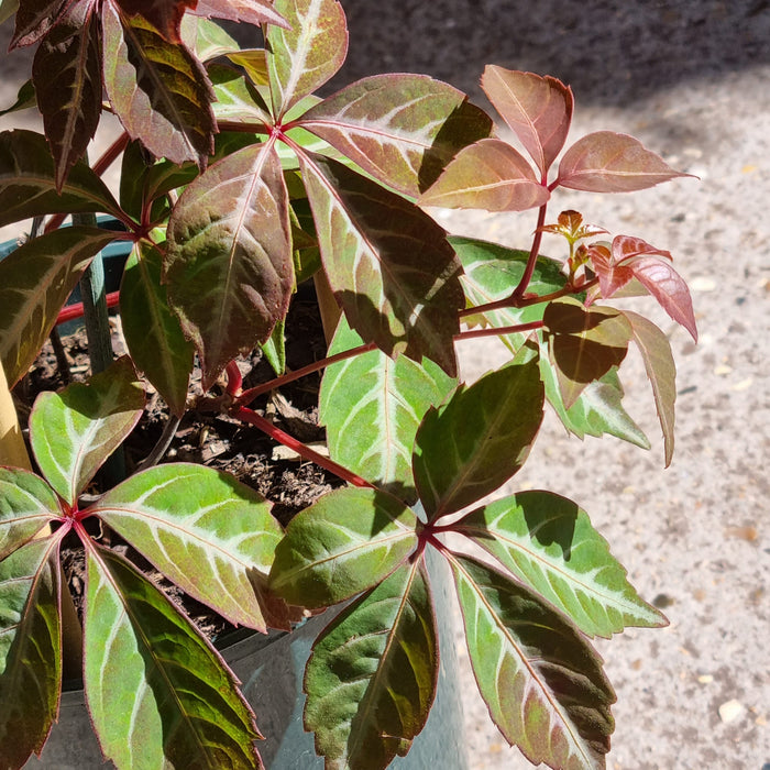 PARTHENOCISSUS henryana 3L