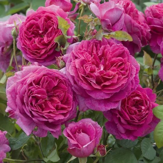 DAVID AUSTIN ROSES - Young Lycidas