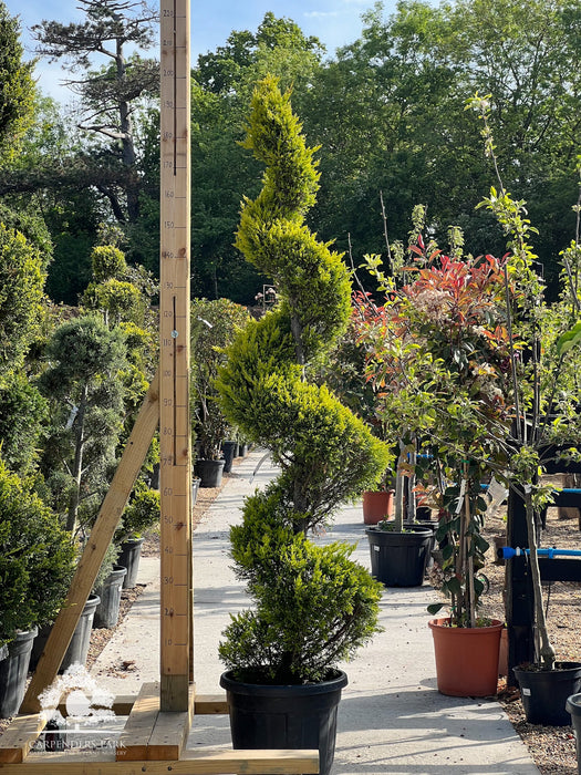 CUPRESSUS Goldcrest Spiral 175-200